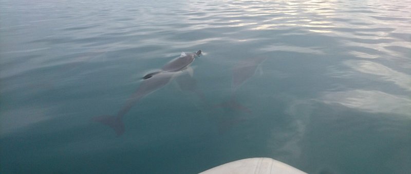 We had some visitors to the bay, Dolphins!