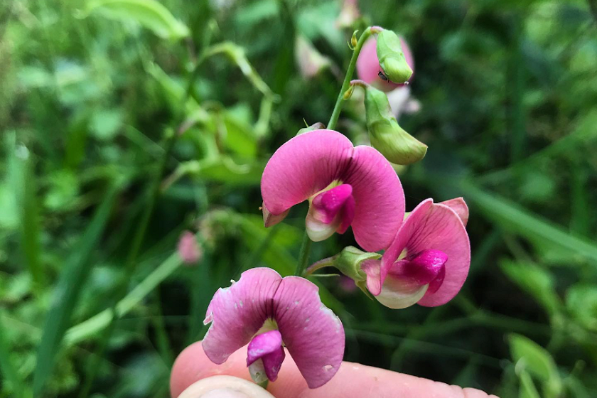 broad-leaf sea pea