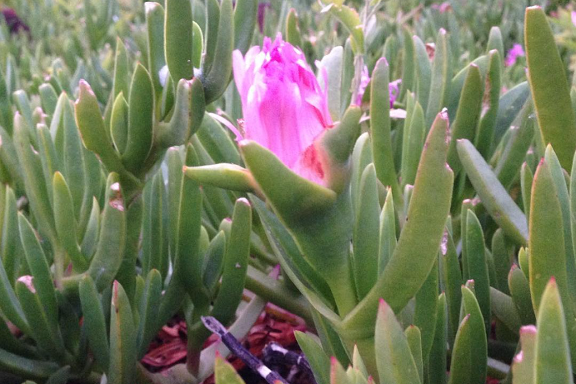 An edible member of the Livingston Daisy family, Aizoaceae