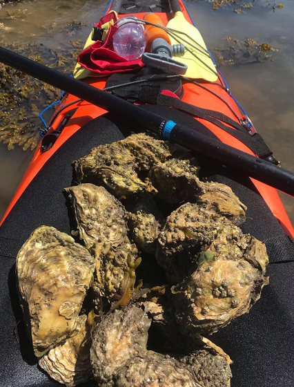 Pacific oysters