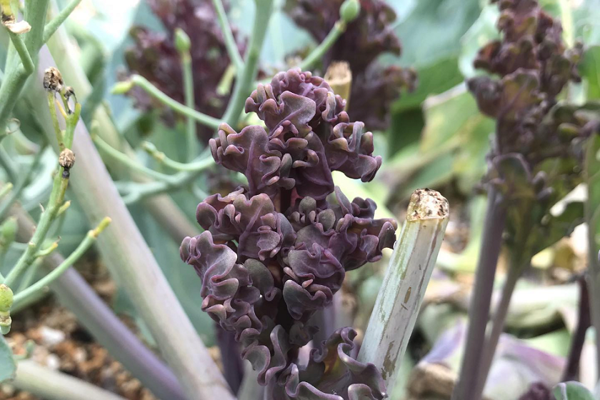 fresh new sprouts of sea kale